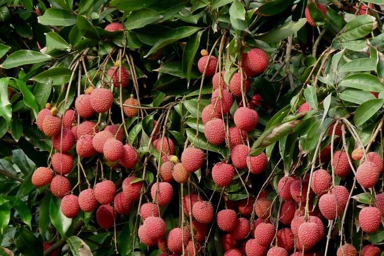 如何選擇荔枝烘干機改善荔枝干果？