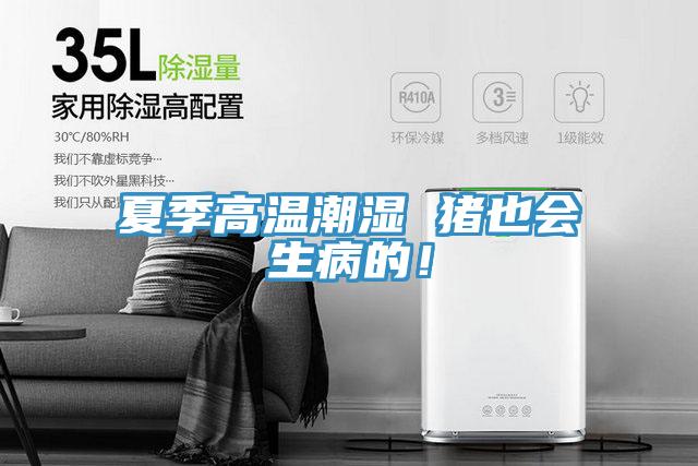 夏季高溫潮濕 豬也會生病的!